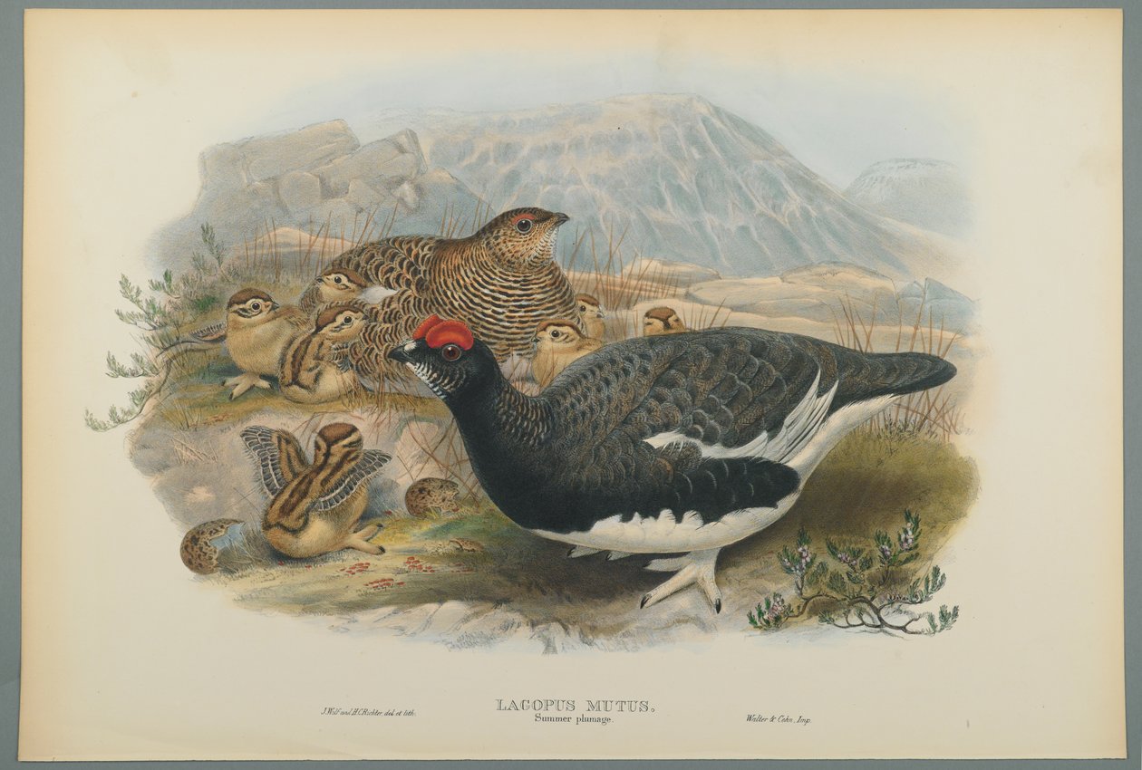 Lagopus Mutus, piumaggio estivo: Pernice bianca da John Gould