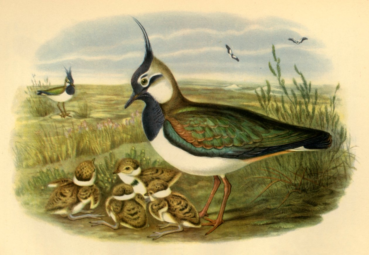 Pavoncella e Giovane, 1865, 1942 da John Gould
