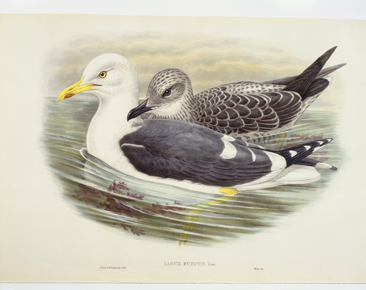Gabbiano nordico (Larus fuscus), illustrazione da John Gould