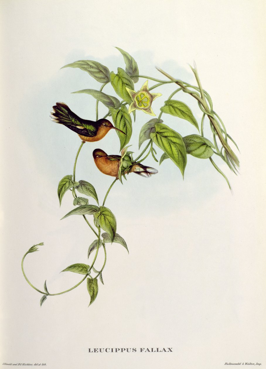 Leucippo Fallace da John Gould