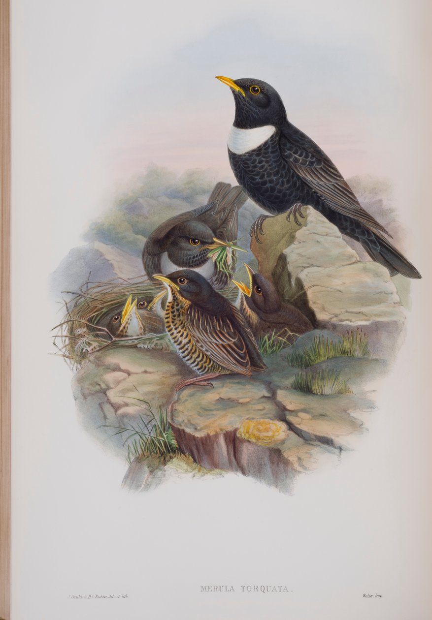 Merula Torquata, tavola da The Birds of Great Britain di John Gould, pubblicato 1862-73 da John Gould
