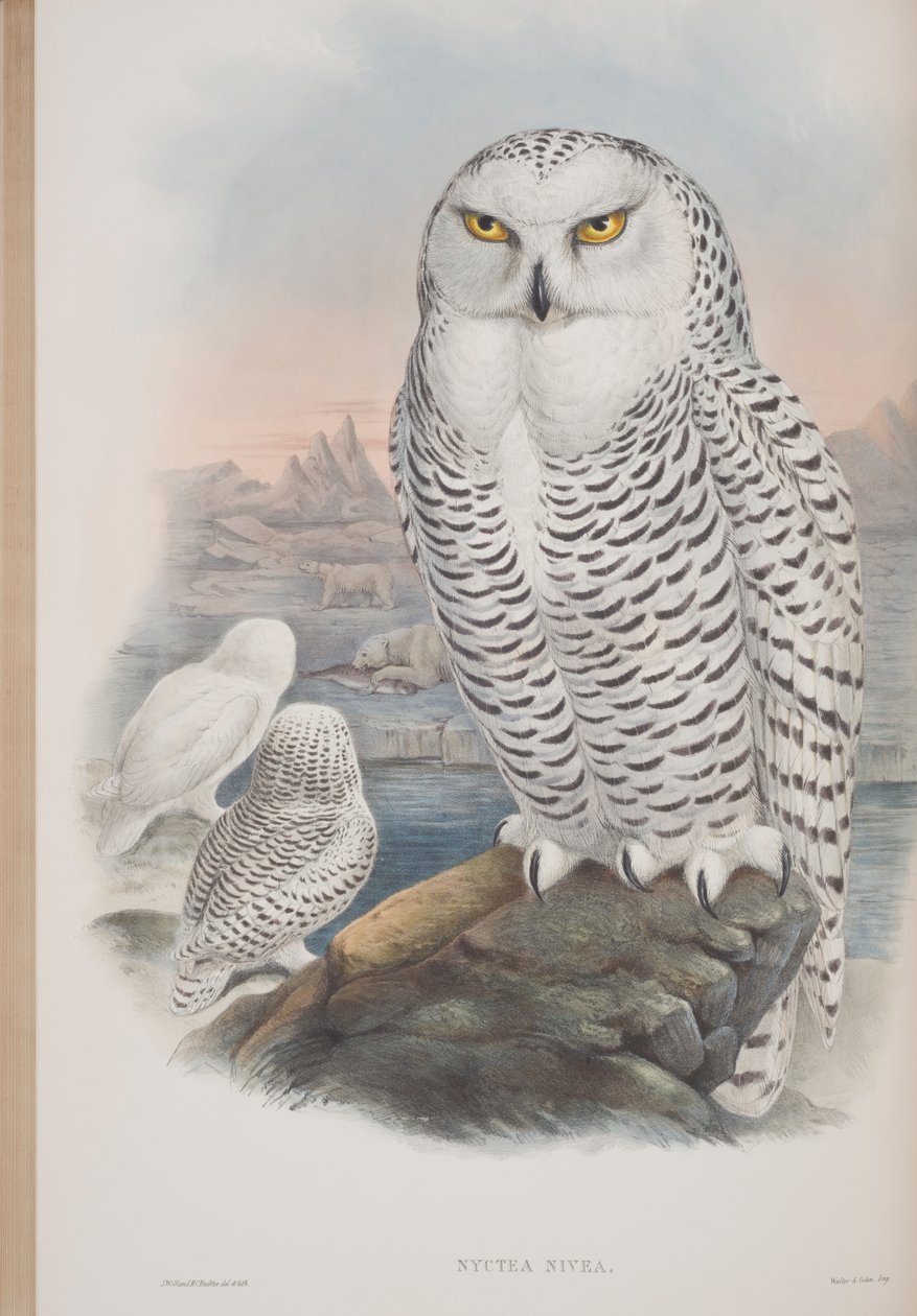 Nyctea Nivea, tavola da The Birds of Great Britain di John Gould, pubblicato 1862-73 da John Gould