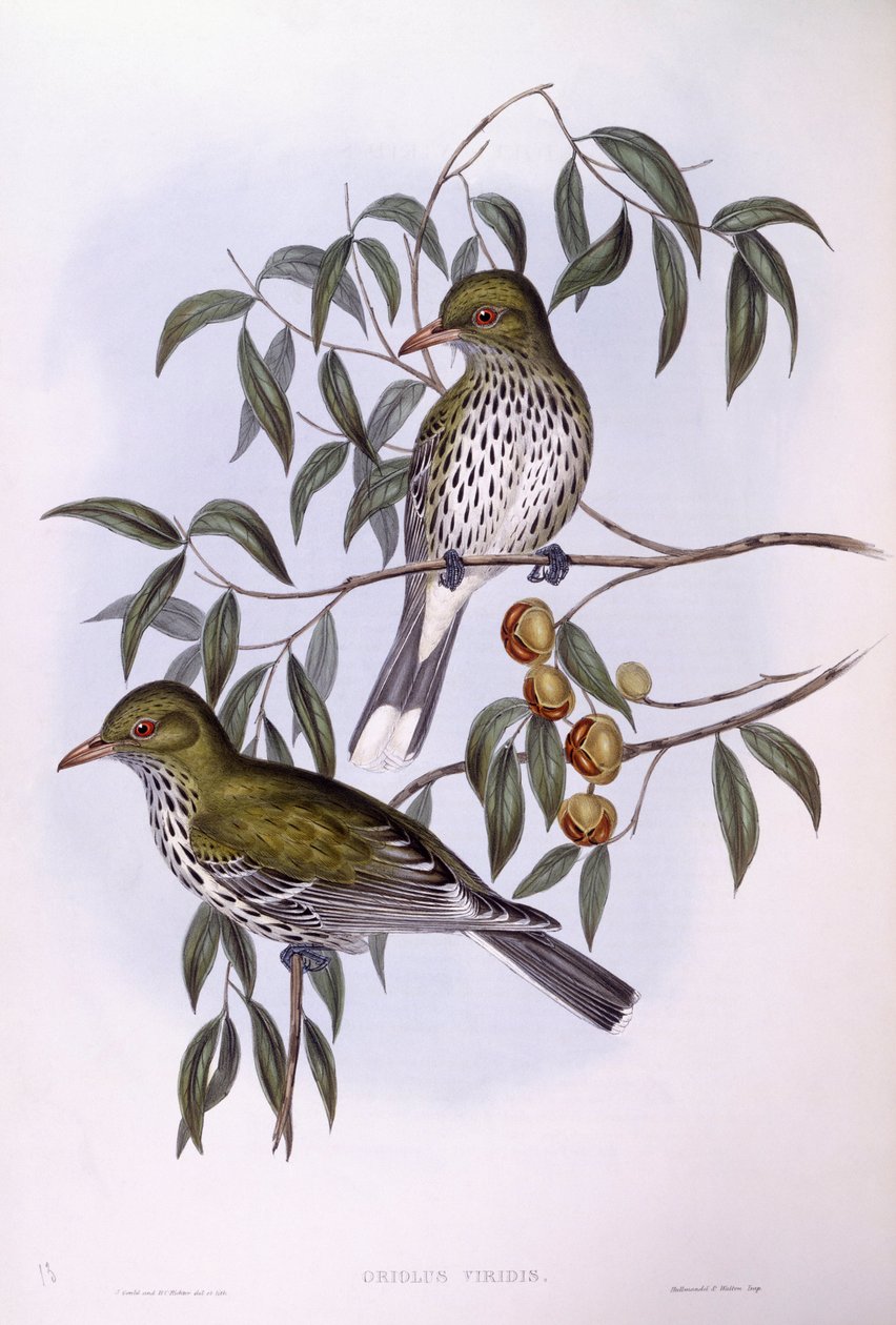 Oriolo dal dorso oliva (Oriolus sagittatus), incisione di John Gould da John Gould