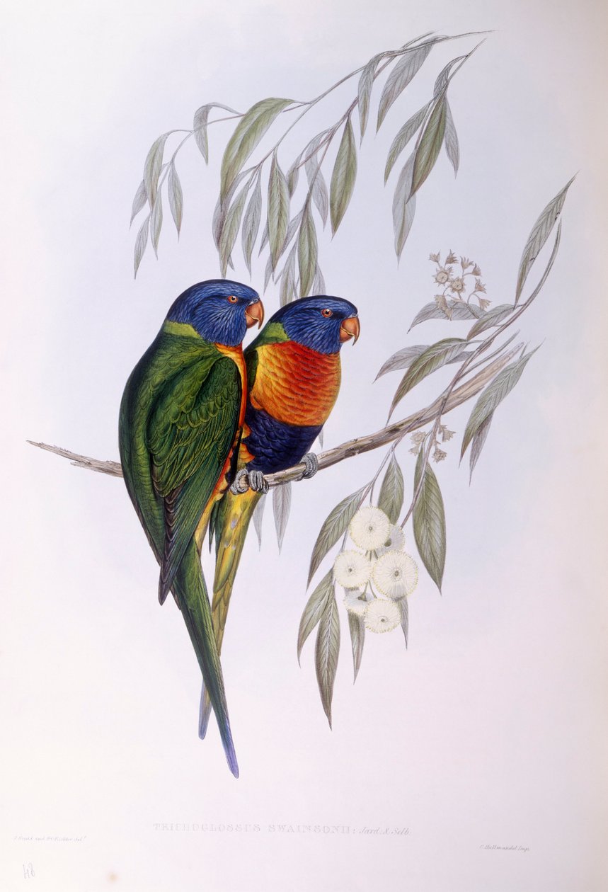 Lorichetti ornato (Trichoglossus ornatus), incisione di John Gould da John Gould