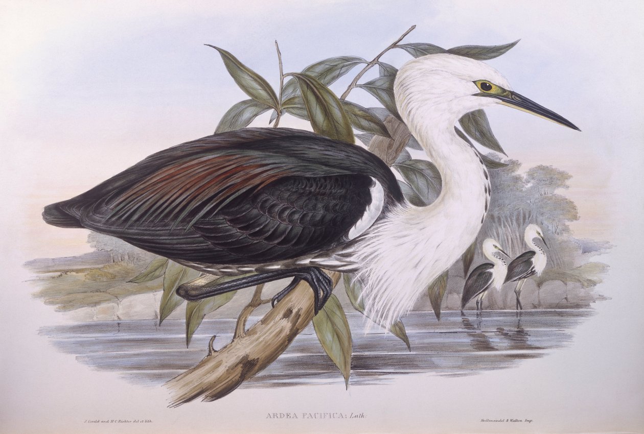 Airone del Pacifico (Ardea pacifica), incisione di John Gould da John Gould