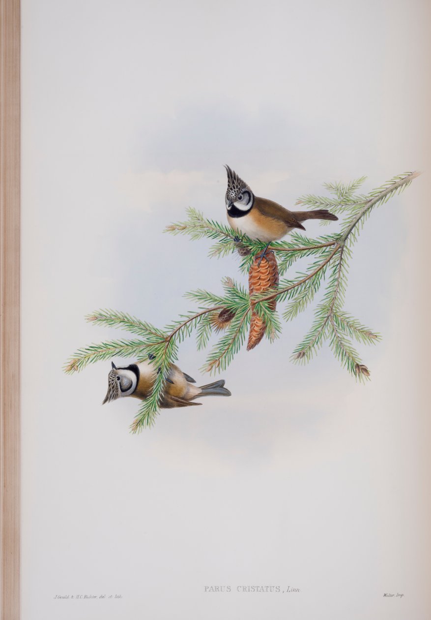 Parus Cristatus, tavola da The Birds of Great Britain di John Gould, pubblicato 1862-73 da John Gould