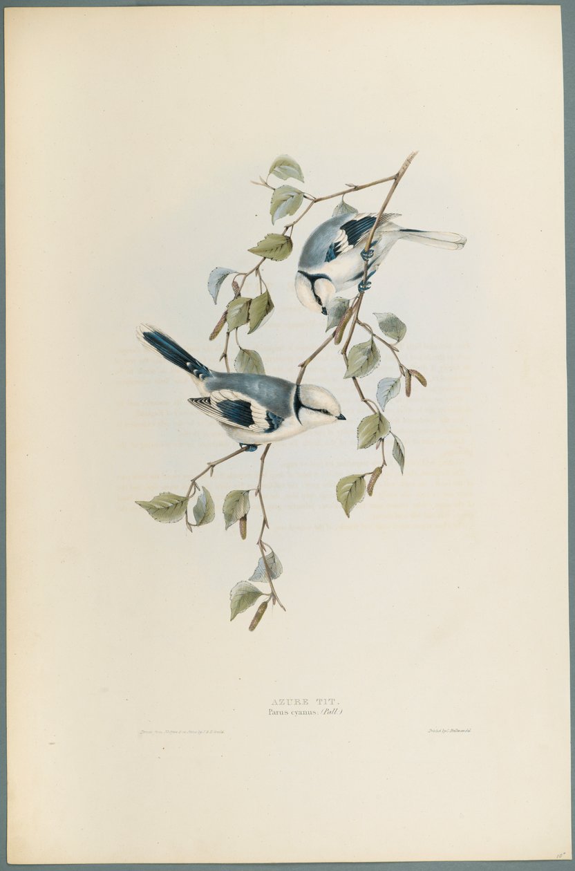 Cinciarella azzurra da John Gould