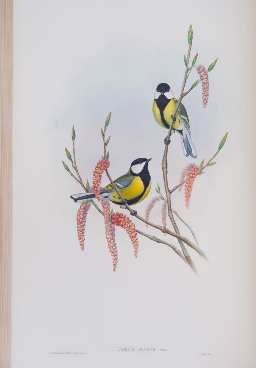 Parus Major, tavola da The Birds of Great Britain di John Gould, pubblicato 1862-73 da John Gould