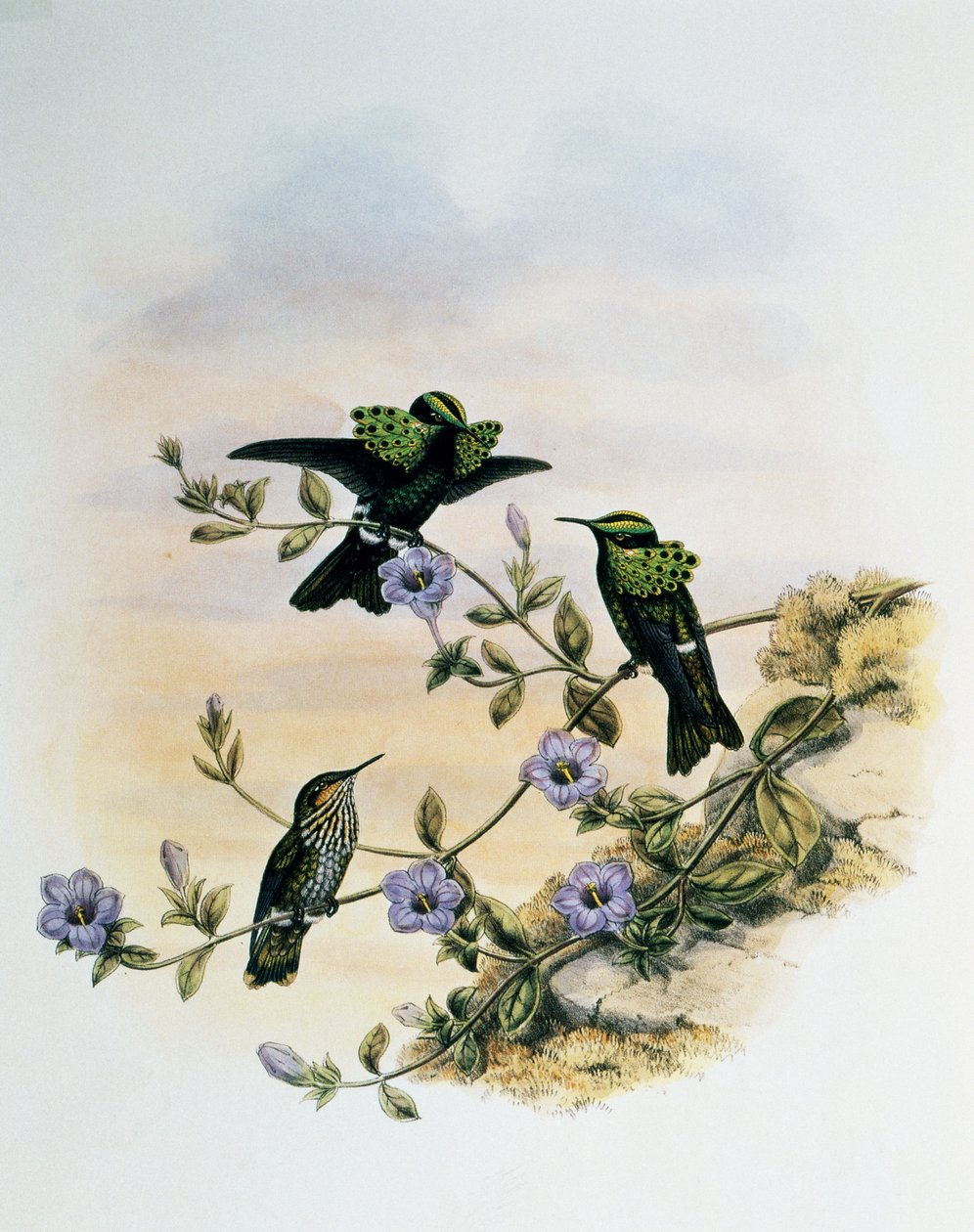 Coquette del pavone (Lophornis pavoninus), incisione da Monograph of Trochilidae or Humming Birds (1849-1861), di John Gould (1804-1881), Regno Unito da John Gould