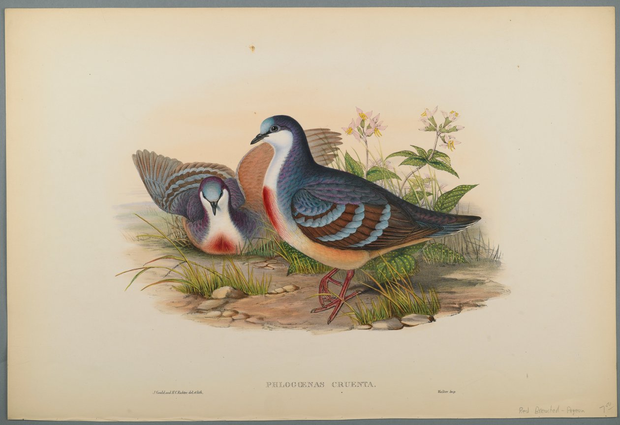 Colomba sanguinosa da John Gould