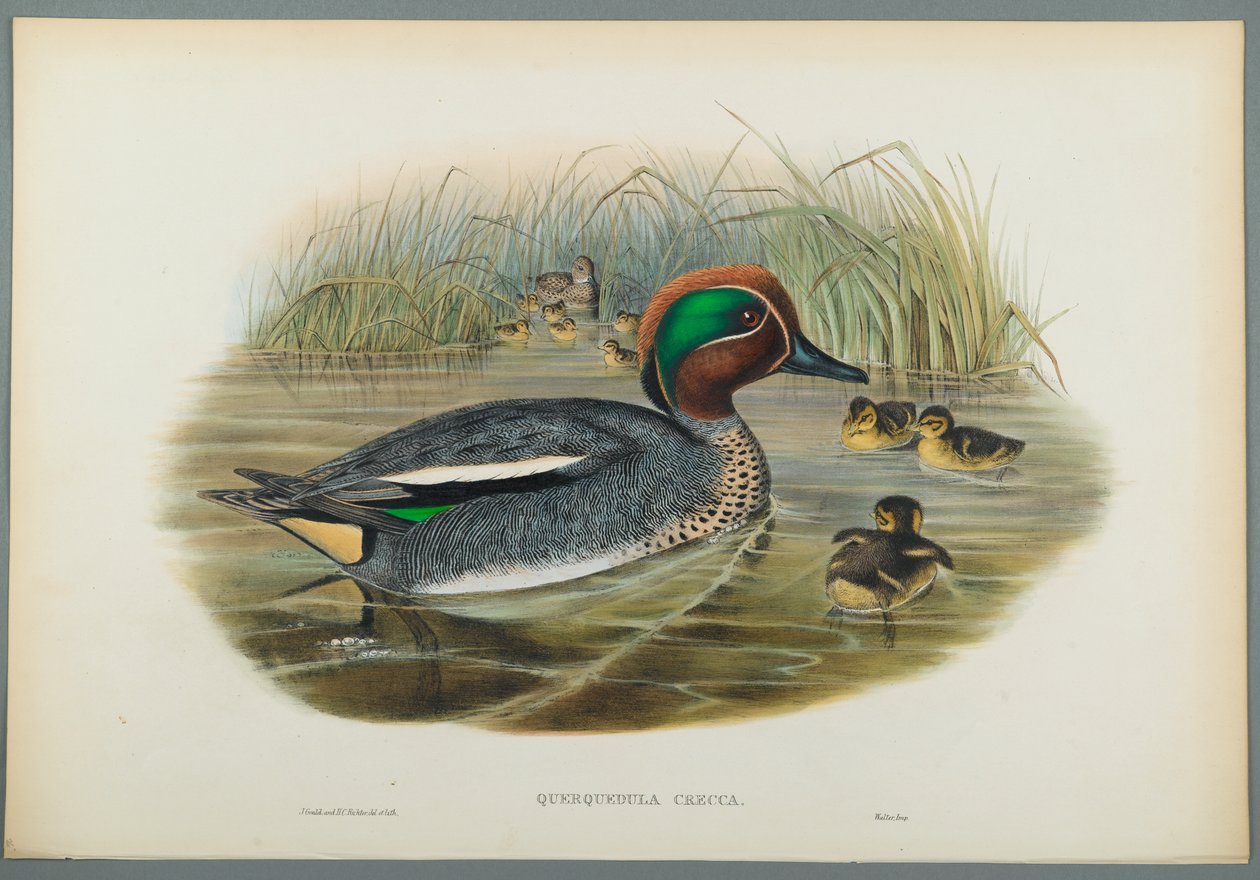 Alzavola da John Gould