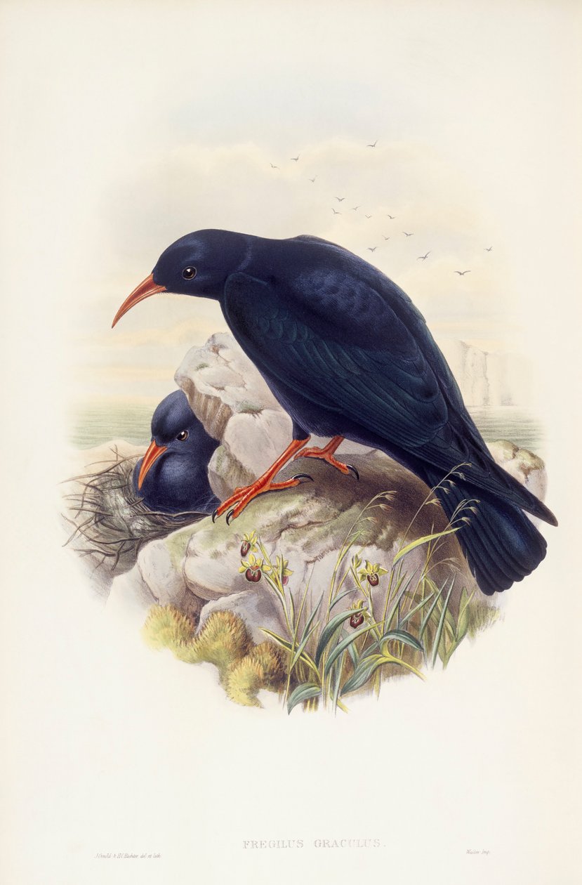 Gracchio corallino (Pyrrhocorax pyrrhocorax), incisione di John Gould da John Gould