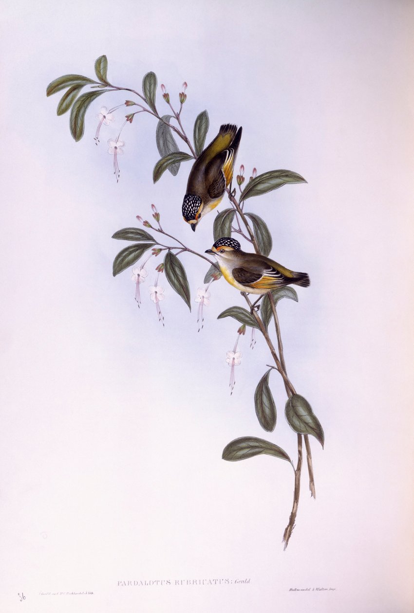 Pardalote dalle sopracciglia rosse (Pardalotus rubricatus), incisione di John Gould da John Gould