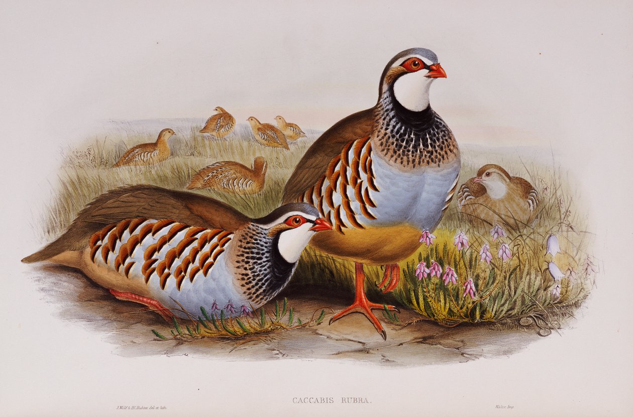 Pernici zamperosse, 1862-73 da John Gould