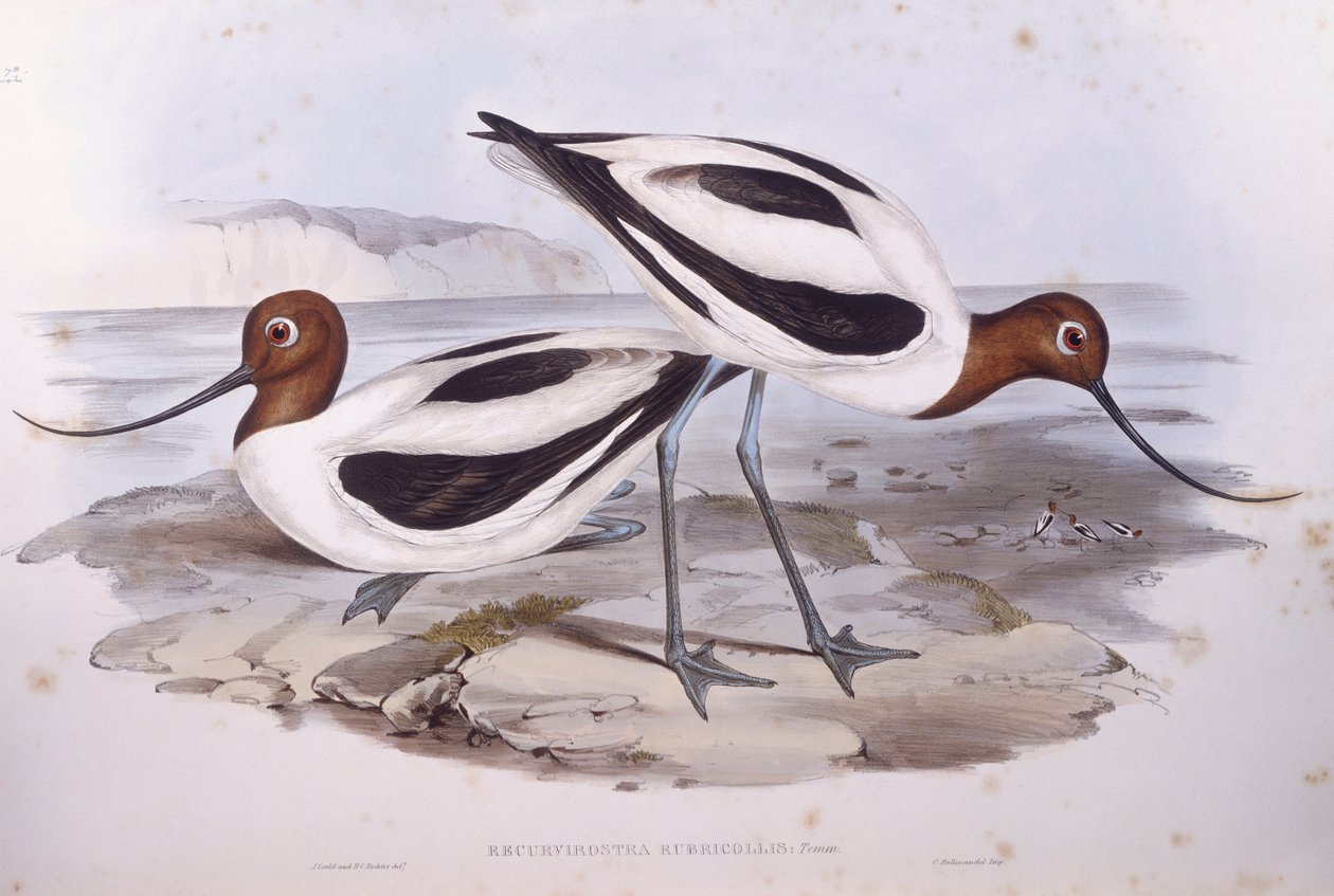 Avocetta dal collo rosso (Recurvirostra novaehollandiae), incisione di John Gould da John Gould