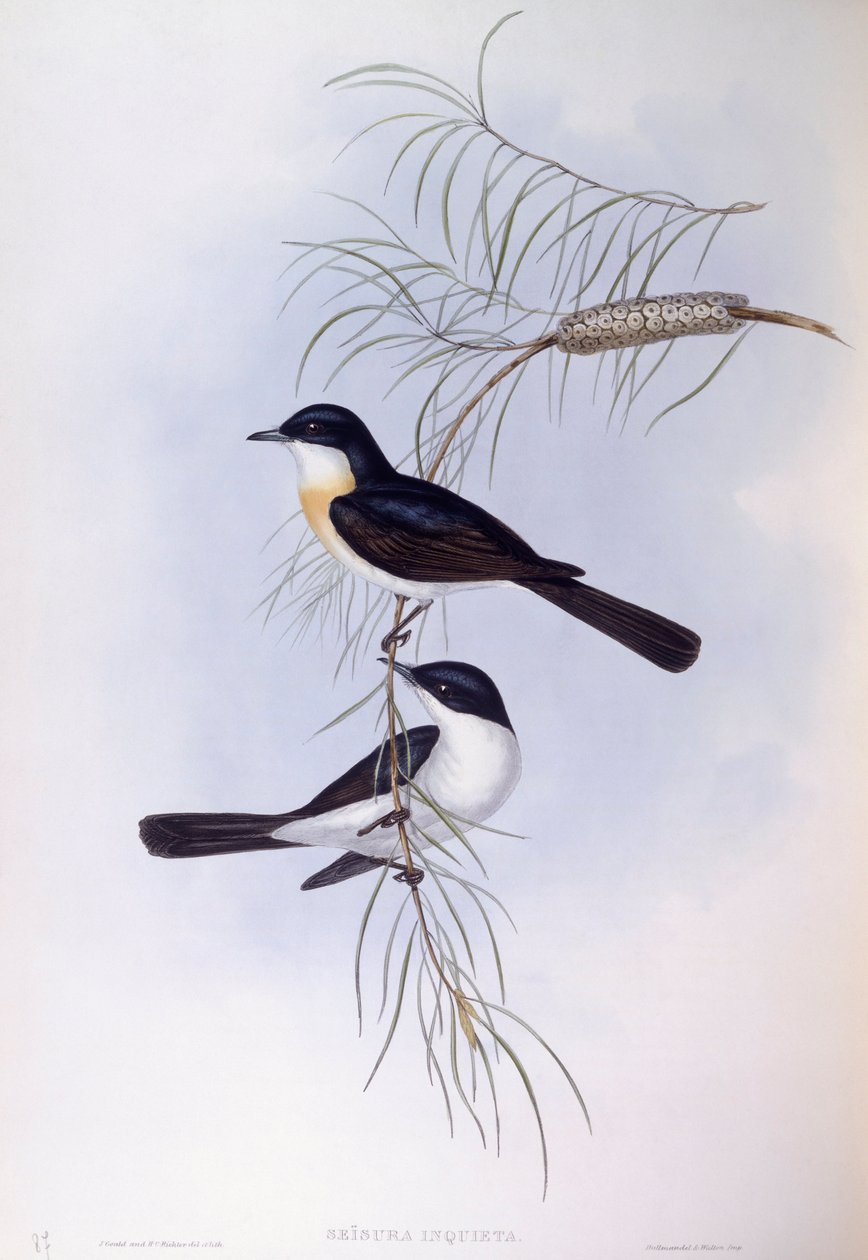 Pigliamosche inquieto (Myiagra inquieta), Incisione di John Gould da John Gould