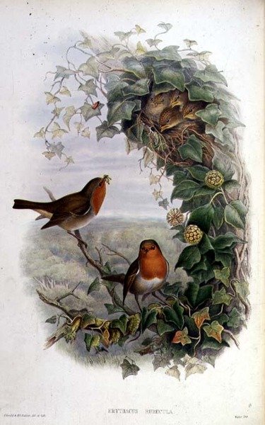Pettirosso da John Gould