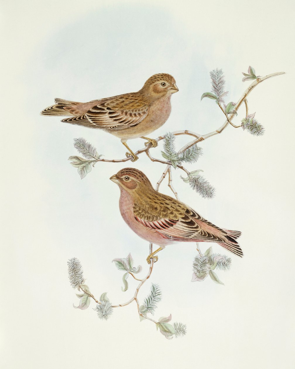 Fringuello rosato (Erythrospiza incarnata), incisione di John Gould da John Gould