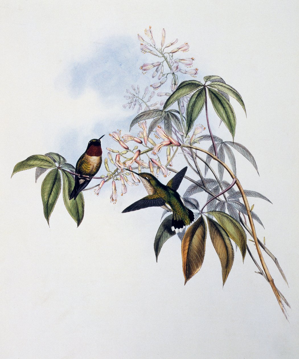 Colibrì gola di rubino (Archilochus colubris), incisione da Monograph of Trochilidae or Humming Birds (1849-1861), di John Gould, Regno Unito da John Gould