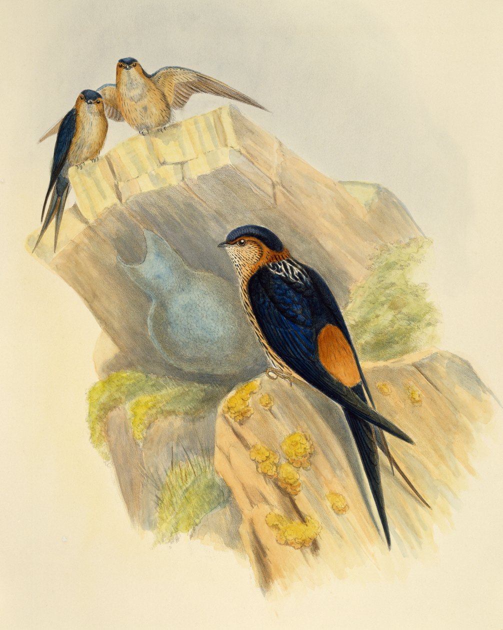 Rondine dal ventre rosso (Hirundo daurica), incisione di John Gould (1804-1881), Regno Unito da John Gould