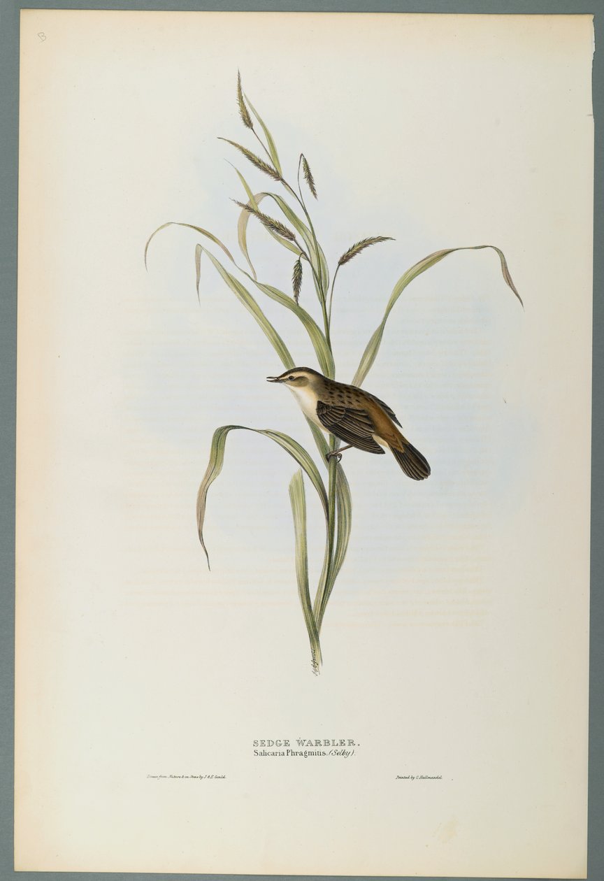 Cannaiola da John Gould