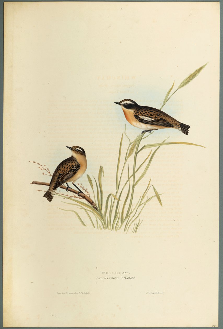 Stiaccino da John Gould