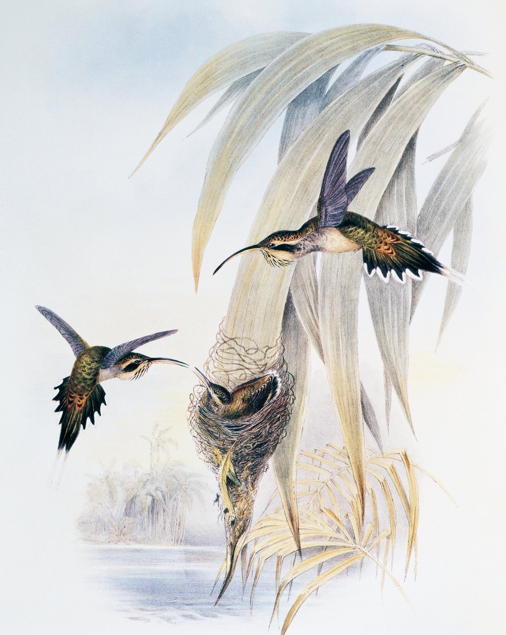 Eremita a gola squamosa (Phaethornis eurynome), incisione da Monograph of Trochilidae or Humming Birds (1849-1861), di John Gould da John Gould