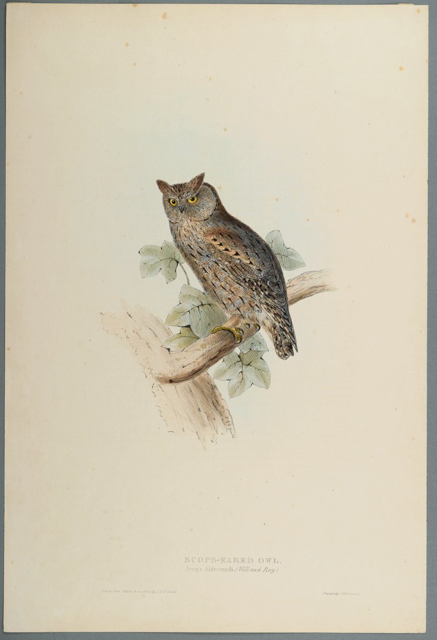 Assiolo da John Gould