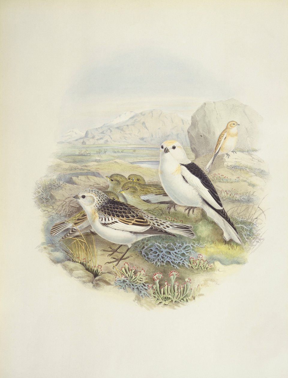 Zigolo delle nevi (Plectrophenax nivalis), illustrazione da John Gould