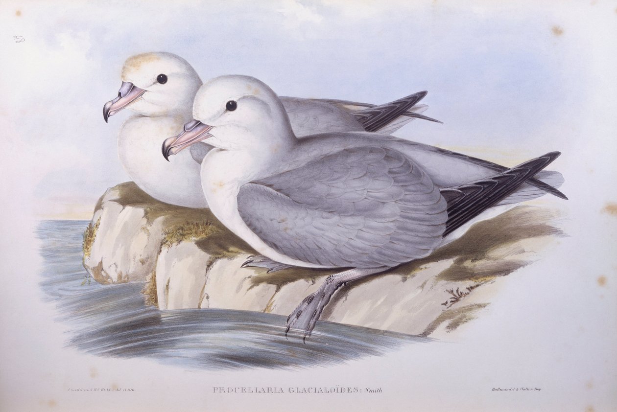Fulmaro australe (Fulmarus glacialoides), Incisione di John Gould da John Gould