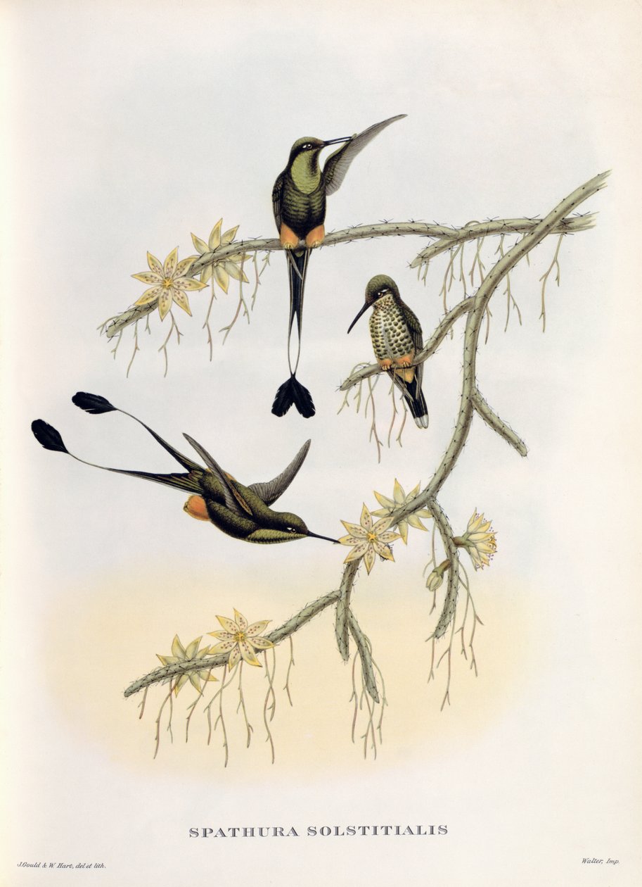 Spathura Solstitialis da John Gould
