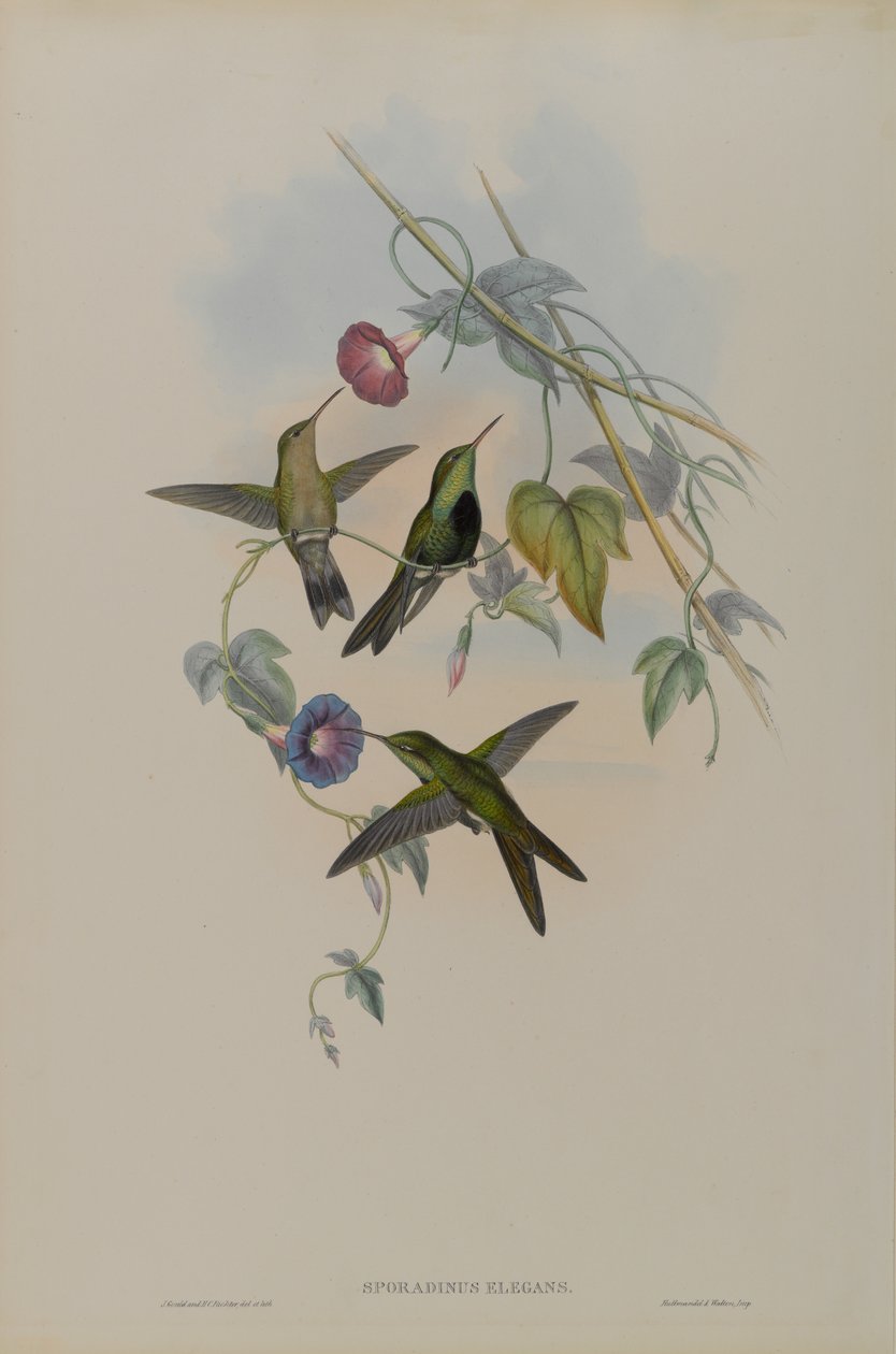Colibrì di San Domingo da John Gould