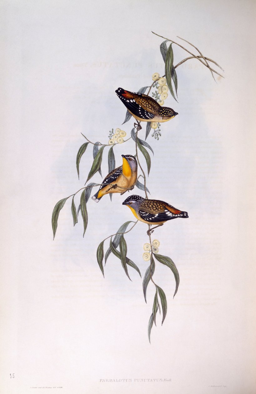 Pardalote macchiato (Pardalotus punctatus), incisione di John Gould da John Gould