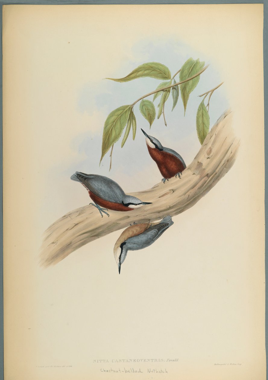 Picchio muratore ventrerosso da John Gould