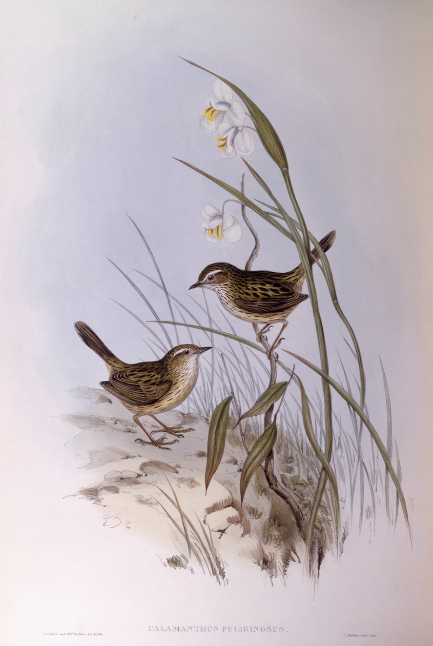 Calamanthus striato (Calamanthus fuliginosus), Incisione di John Gould da John Gould
