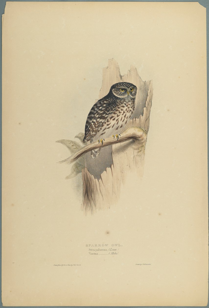 Civetta da John Gould