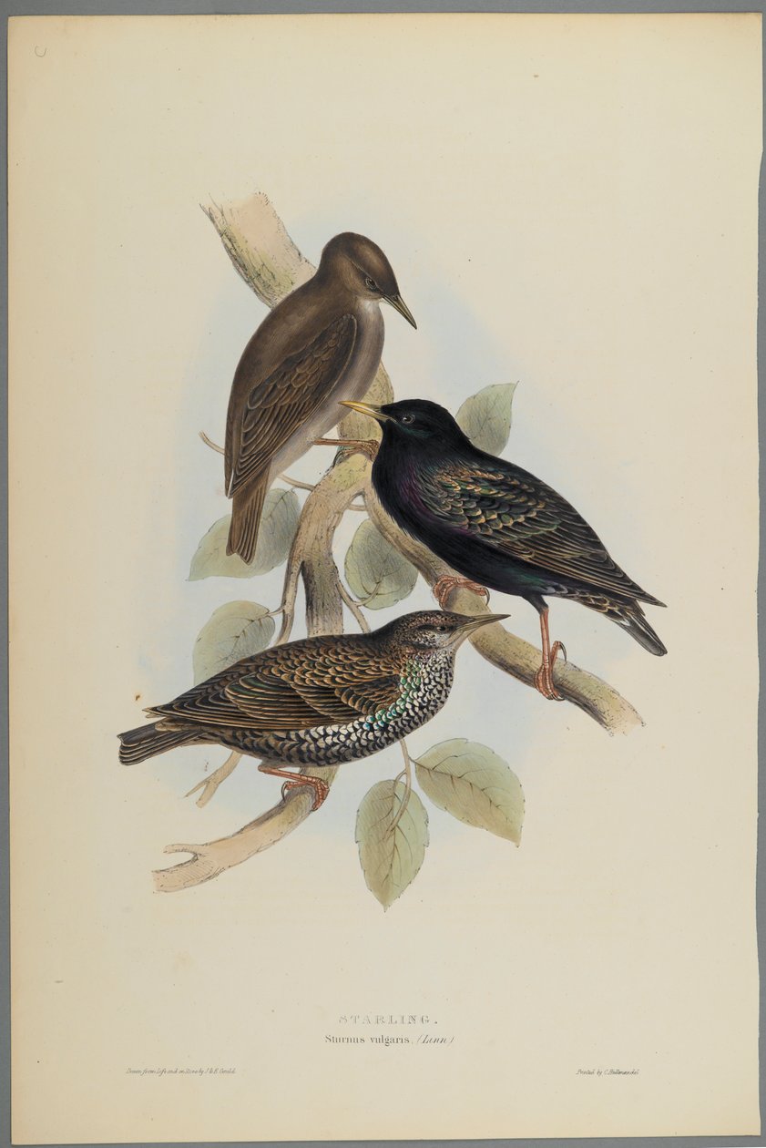 Sturnus Vulgaris - Storno da John Gould