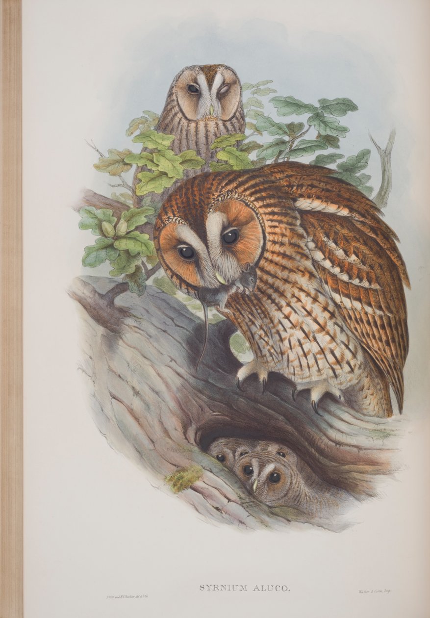 Syrnium Aluco, da The Birds of Great Britain di John Gould da John Gould