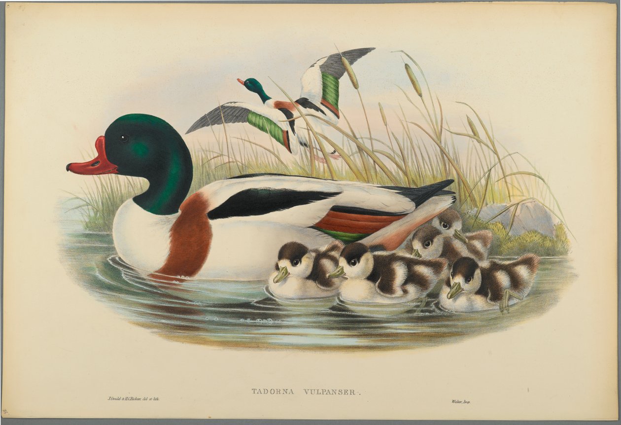 Volpoca da John Gould
