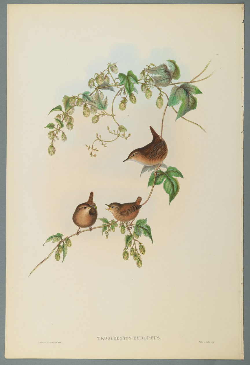 Troglodytes Europaeus - Scricciolo comune da John Gould