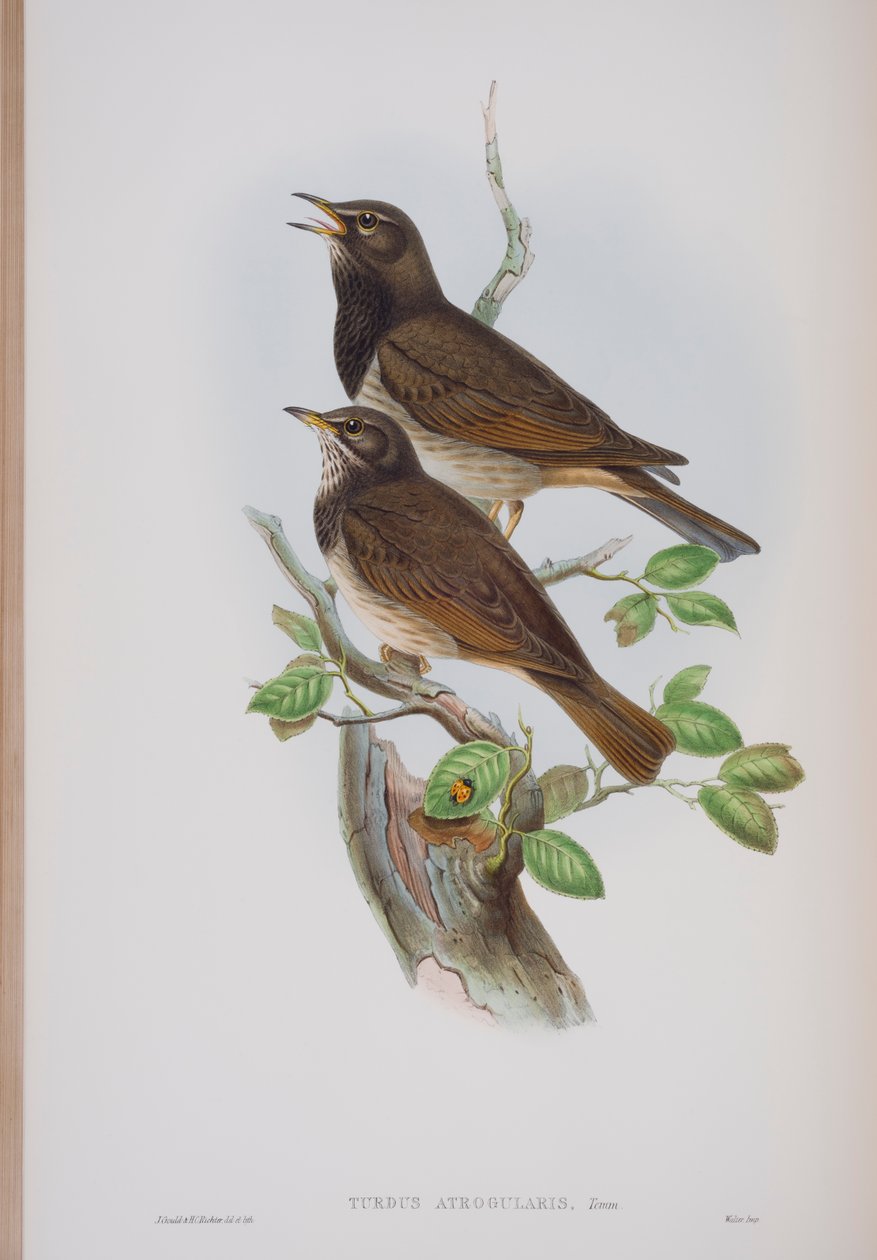 Turdis Atrogularis, tavola da The Birds of Great Britain di John Gould, pubblicato 1862-73 da John Gould