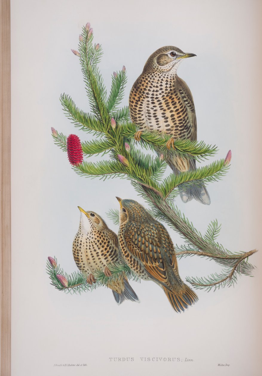 Turdus Viscivorus, tavola da The Birds of Great Britain di John Gould, pubblicato 1862-73 da John Gould