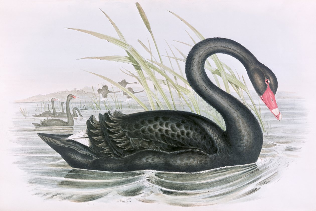 Immagine Sconosciuta da John Gould