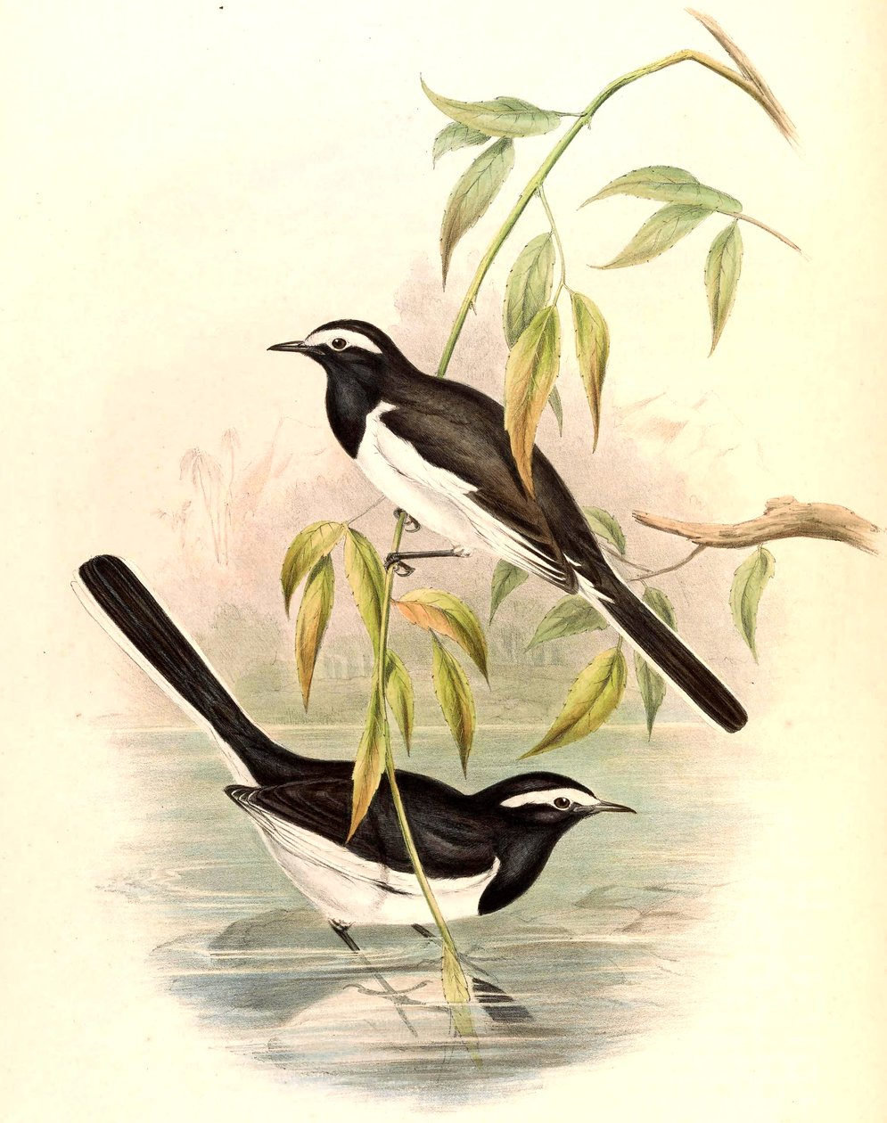 Ballerina bianca (Ballerina grande) Motacilla maderaspatensis Gmelin da John Gould