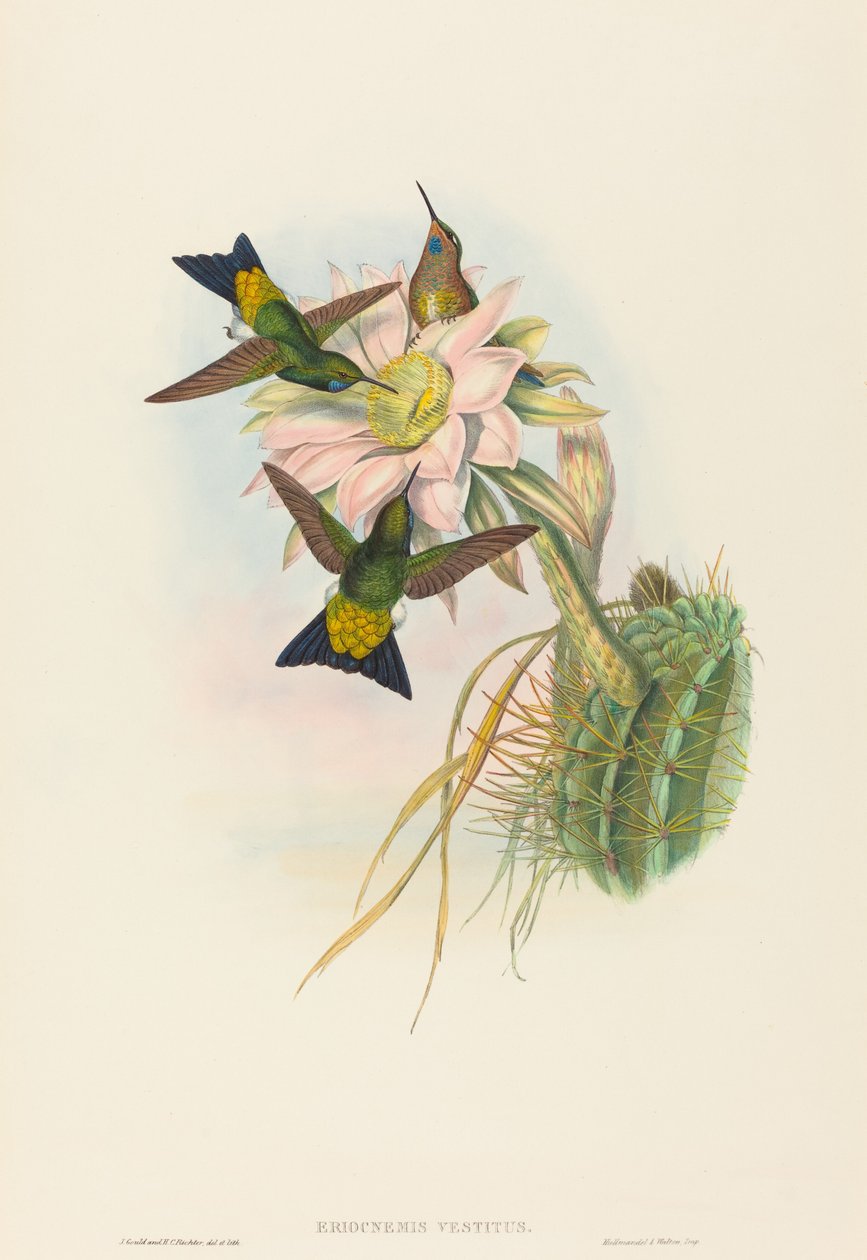 Eriocnemis vestitus (Puff-Leg splendente) da John Gould and H.C. Richter