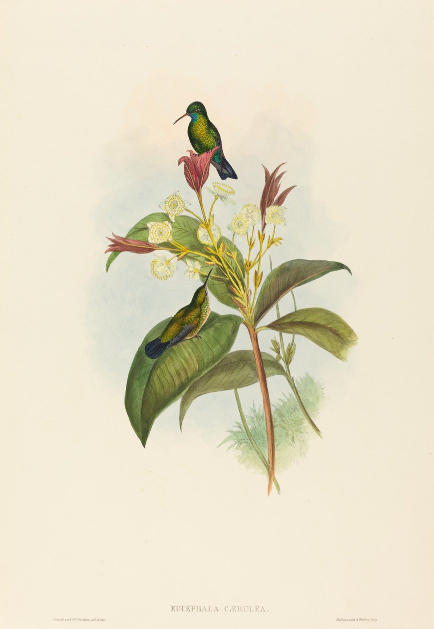Eucephala caerulea (Zaffiro dal Mento Blu) da John Gould and H.C. Richter