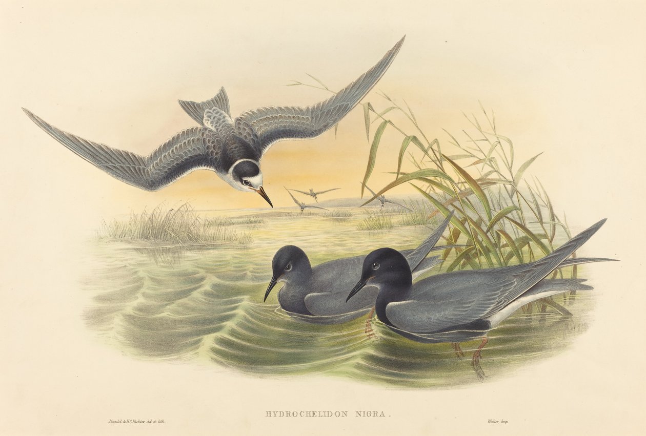 Hydrochelidon nigra da John Gould and H.C. Richter