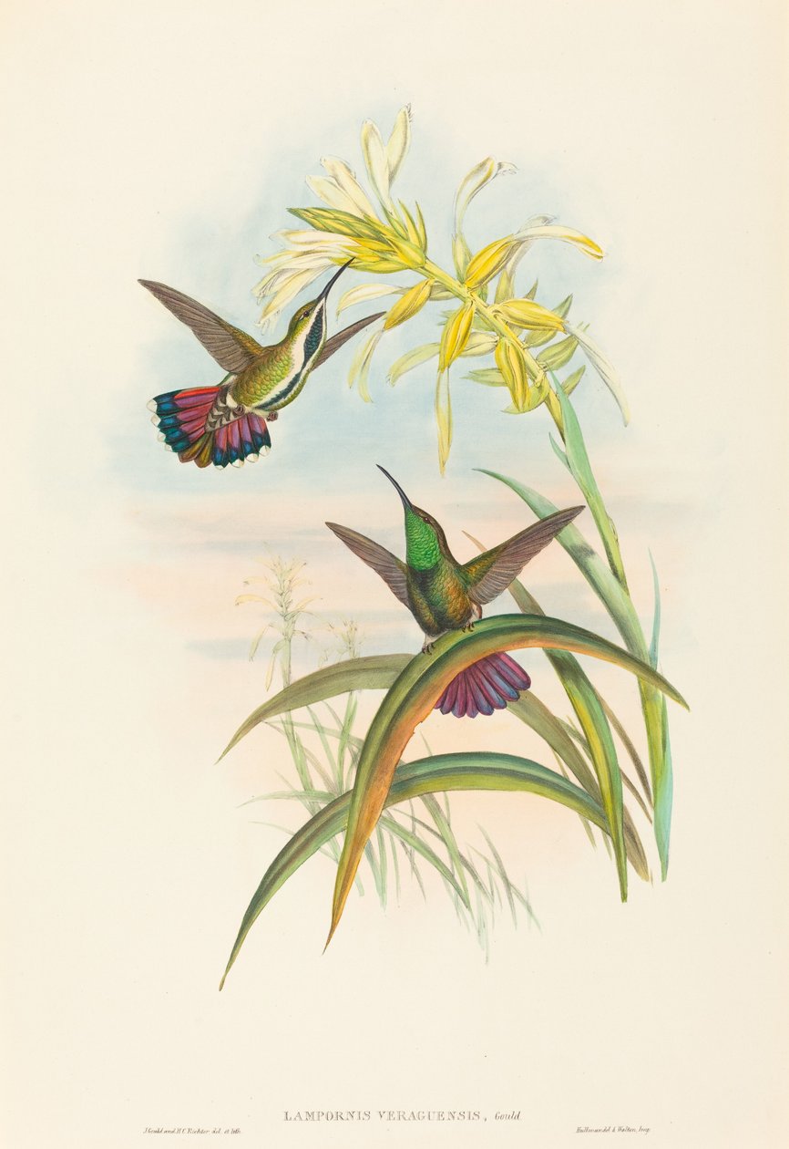 Lampornis veraguensis (Mango di Veragua) da John Gould and H.C. Richter