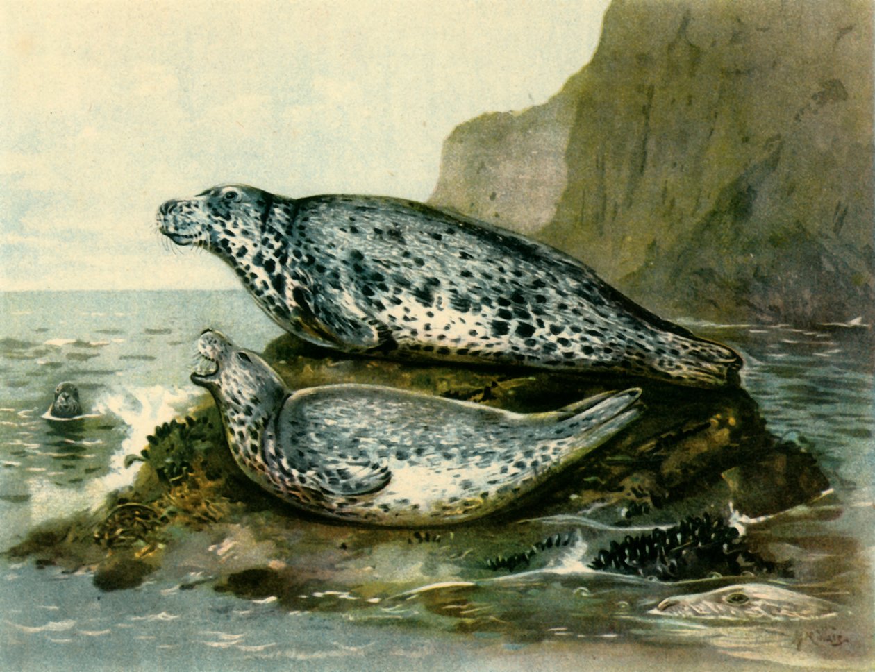 Foca grigia da John Guille Millais