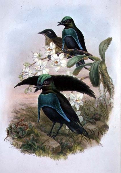 Lophornina - Uccello del Paradiso Superbo da John and Hart William (after) Gould